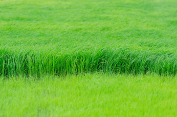 Rice paddy field in Thailand.