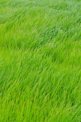 Rice paddy field in Thailand.