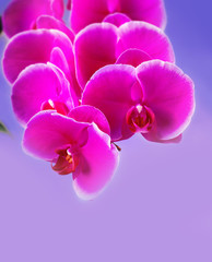 Fototapeta na wymiar Beautiful Pink phalaenopsis Orchid Flower around white background. freely space