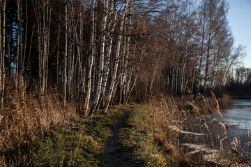 Birch Grove. Birches in the sunlight. Background forest.