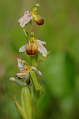 Naklejka na ściany i meble Varietät der Bienen-Ragwurz (Ophrys apifera var. bicolor)