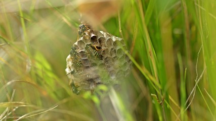 Nest der Heide-Feldwespe (Polistes nimpha)
