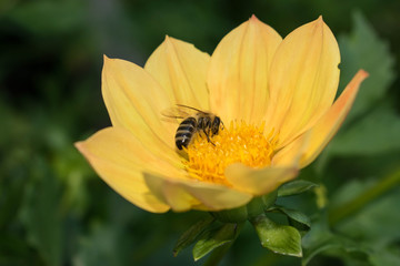 Bee collects pollen, nectar, pollinates a flower for design