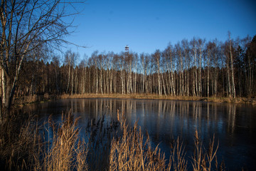 Birch grove on the shore of the pond. Reflection of trees to water. Beauty of nature. Natural...