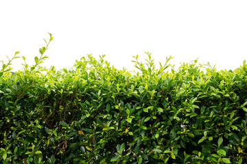 Beautiful green leaf fence on white background
