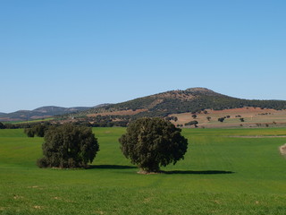 Paisaje con encinas