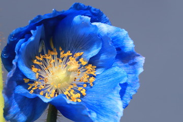  Himalayan blue poppy