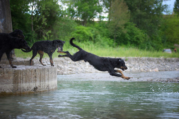 A beauceron is diving in the river while another one is watching