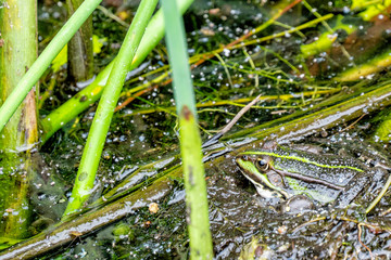 Gut getarnter Lauerjäger: grüner Wasserfrosch
