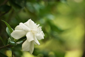 Pretty gardenia flower (Gardenia jasminoides) blooming in the green garden background , Spring in GA USA.