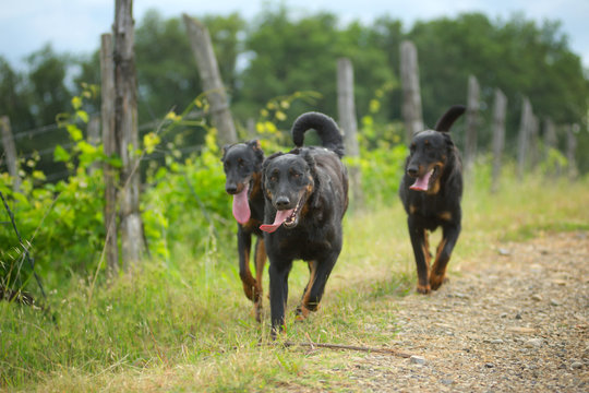 Three beaucerons are running in the countryside near a vineyard