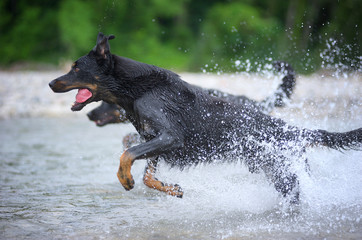 Beacueron dog is running in the water of a river