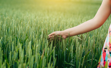 A woman in a field of wheat touched by the hand of spikes