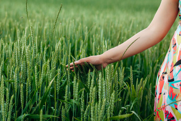 A woman in a field of wheat touched by the hand of spikes