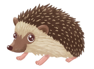 hedgehog 