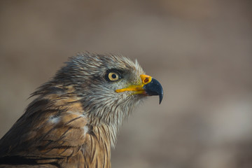 BLACK KITE (Milvus migrans), Campanarios de Azaba Biological Reserve, Salamanca, Castilla y Leon, Spain, Europe