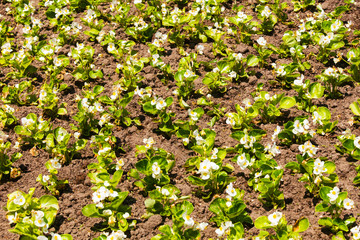 Beautiful blooming flowers in the garden