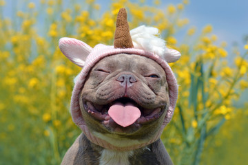 Funny lilac brindle colored French Bulldog dog with funny pink unicorn hat, closed eyes and tongue sticking out on blurry yellow flower background