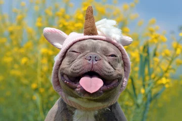 Fototapeten Lustiger lila gestromter französischer Bulldoggenhund mit lustigem rosa Einhornhut, geschlossenen Augen und Zunge, die auf verschwommenem gelbem Blumenhintergrund herausragen © Firn