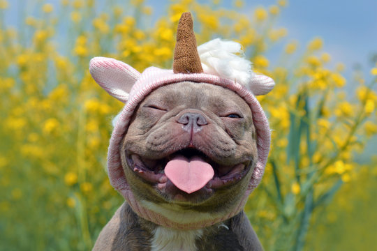 Funny lilac brindle colored French Bulldog dog with funny pink unicorn hat, closed eyes and tongue sticking out on blurry yellow flower background