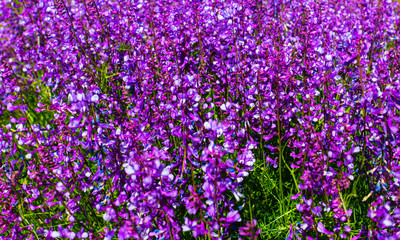 Naklejka premium Beautiful blooming flowers in the garden