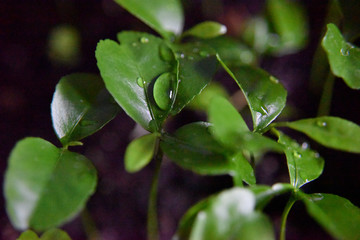 Obraz premium big drop of water on the citrus tree leaf