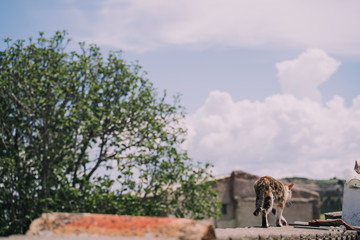 A beautiful street cat is sitting in the wall. It is staring at something in front of it. The cat...