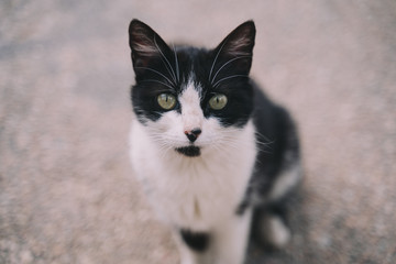Beautiful portrait of a street cat. It has a beautiful green eyes and a pretty white and black hair. He look very sadness. Close up and selective focus.