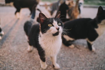 A herd of street cats are eating in the street. They look very hungry. Their hair is dirty, ugly and very damaged. It is a sunny day. Selective focus.