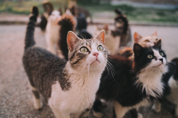 A herd of street cats are eating in the street. They look very hungry. Their hair is dirty, ugly and very damaged. It is a sunny day. Selective focus.