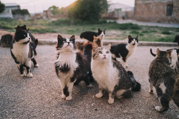 A herd of street cats are eating in the street. They look very hungry. Their hair is dirty, ugly and very damaged. It is a sunny day. Selective focus. - obrazy, fototapety, plakaty