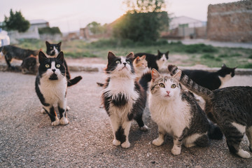 A herd of street cats are eating in the street. They look very hungry. Their hair is dirty, ugly...