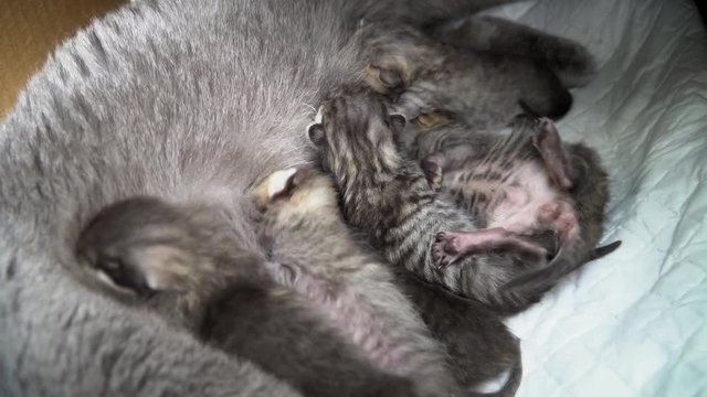Scottish Fold Cat and kitten. Cat feeds small kittens. Cat nursing her little kittens. Scottish Fold breed.