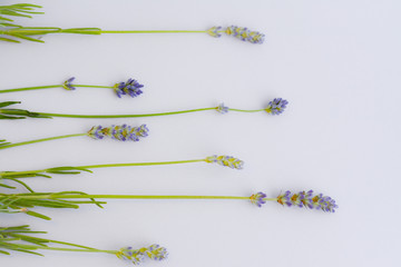  Isolated lavender on a clean bright sheet