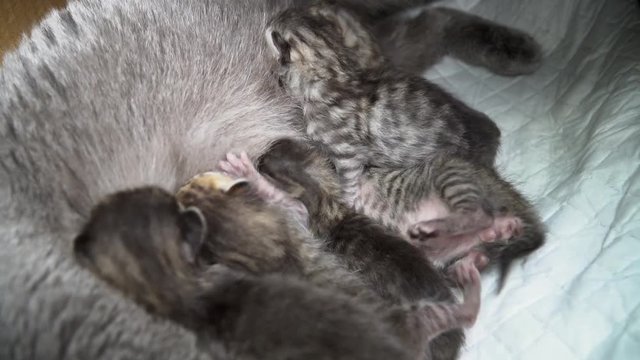 Scottish Fold Cat and kitten. Cat feeds small kittens. Cat nursing her little kittens. Scottish Fold breed.