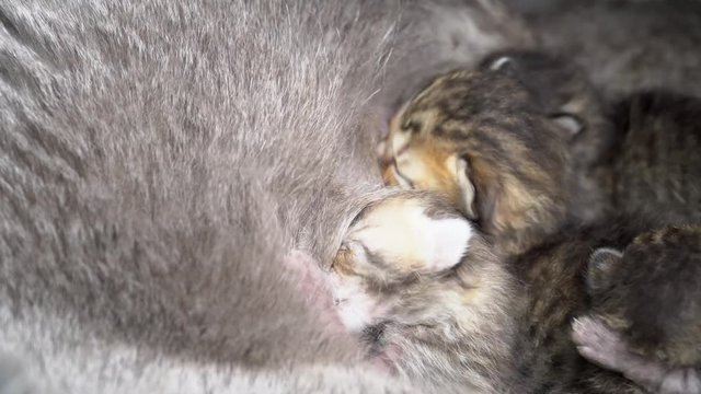 Scottish Fold Cat and kitten. Cat feeds small kittens. Cat nursing her little kittens. Scottish Fold breed.