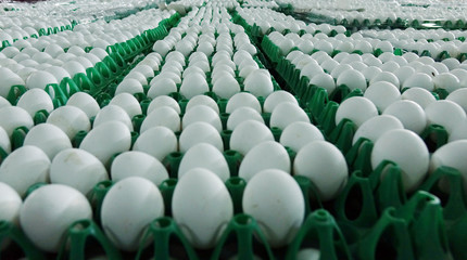 Fototapeta premium Chicken eggs at the poultry farm. farm, industry.