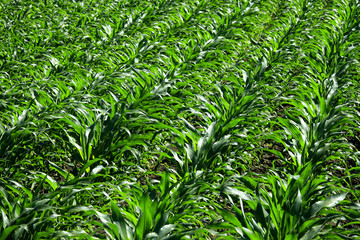 Close up agricultural corn field of countryside landscape in sunny day