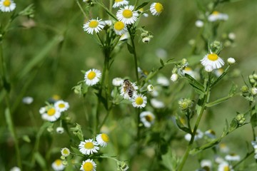 Blooming daisy and bee on it in summer