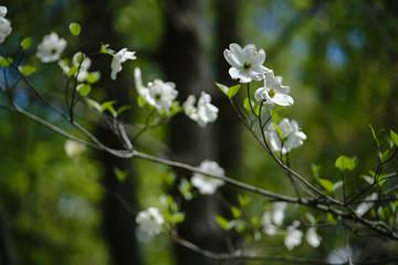 branch of a tree in spring