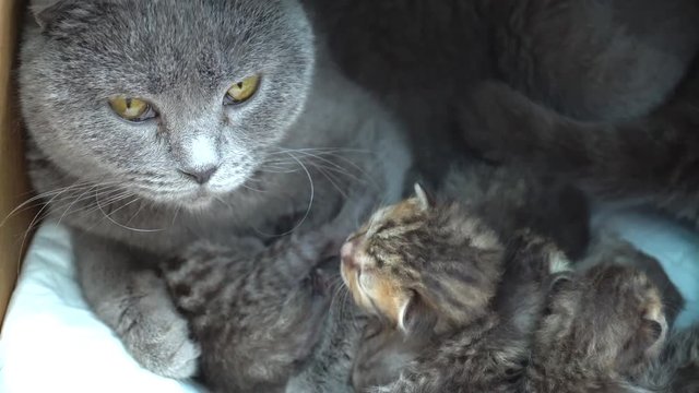 Scottish Fold Cat and kitten. Cat feeds small kittens. Cat nursing her little kittens. Scottish Fold breed.