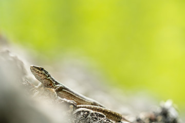 Podarcis muralis (common wall lizard)