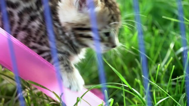 Small Bengal kittens. A Bengal cats on green meadow, playful kittens