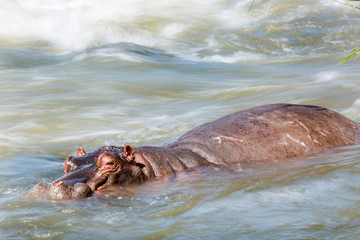 Hippopotamus in Kruger National park, South Africa