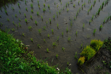 千早赤坂村の風景