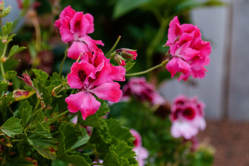 Obraz premium Névoa matinal