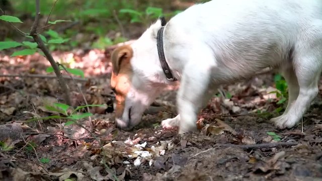 Jack Russell Terrier eats at forest. Dogs eats 