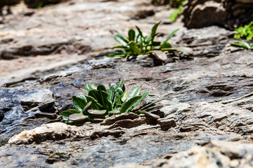 Pequenas plantas que nasceram em fendas de rocha. Planta que, ganhou raízes numa pequena fenda de um rochedo e ai cresceu.