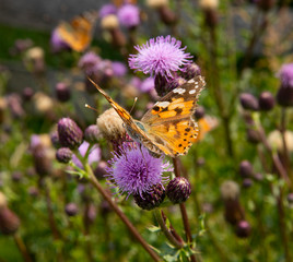 Butterfly on a flower. Thistle