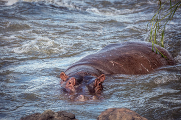 Hippopotamus in Kruger National park, South Africa